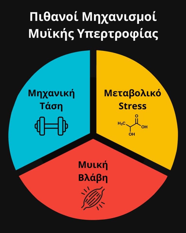 μηχανισμοί μυικής υπερτροφίας, μηχανική τάση, μεταβολικό στρες, μυική βλάβη