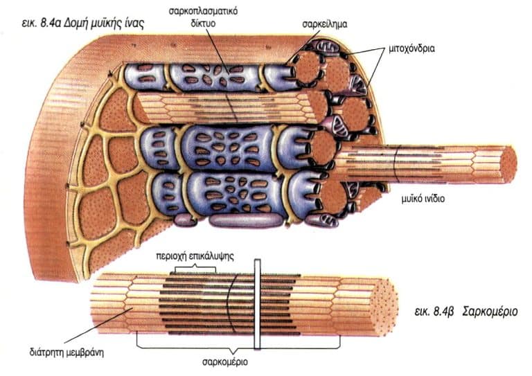 ανατομία μυων, σαρκομεριο και μυικη υπερτροφια